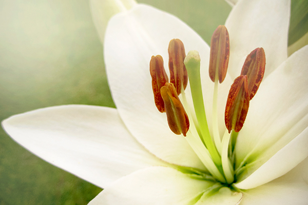 lily