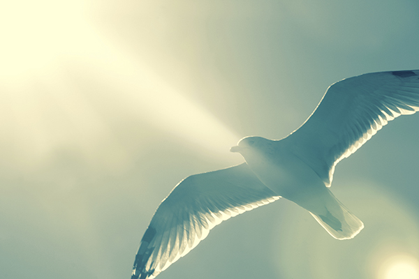 ascending-dove
