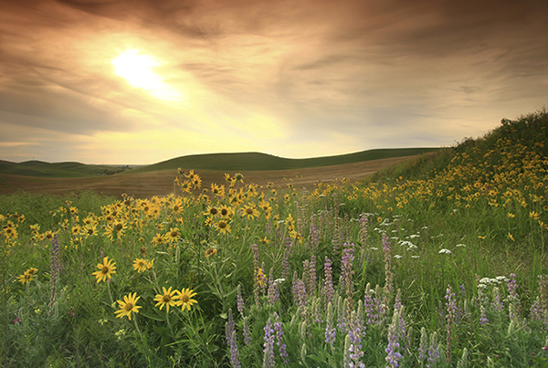 prairie-flowers
