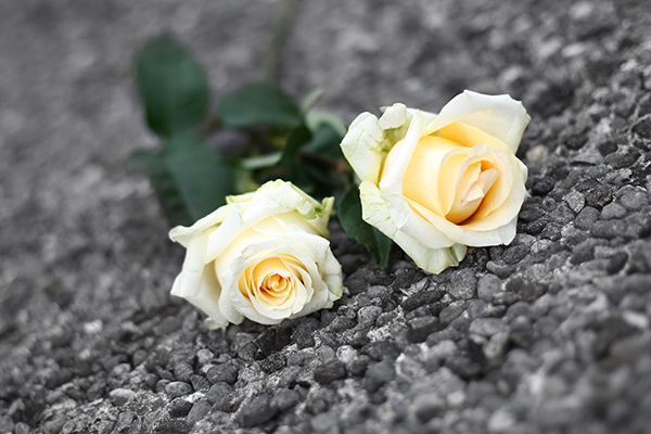 cream-roses-on-gravel