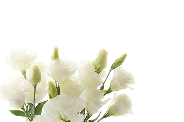 white-flowers