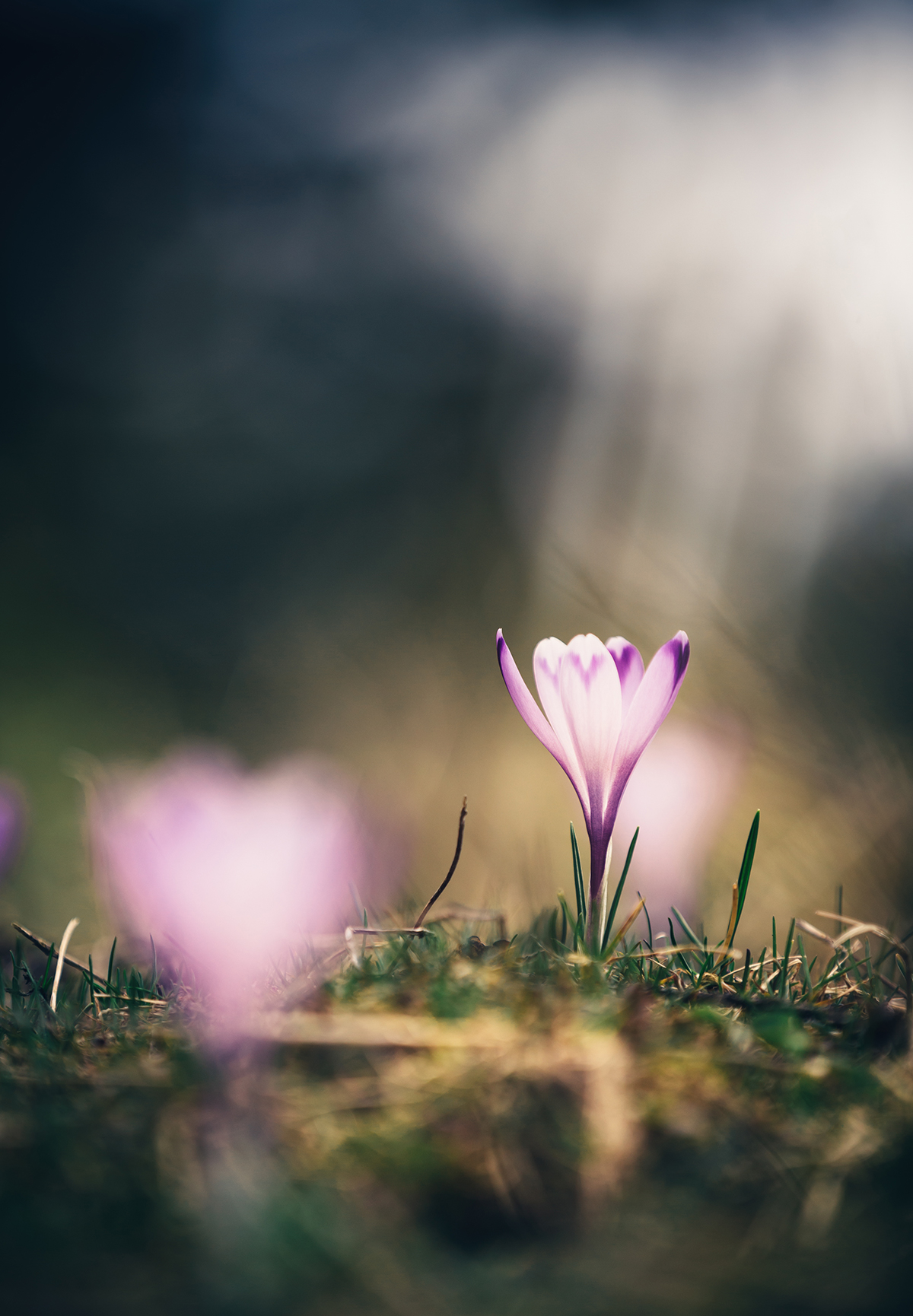 crocuses-blooming