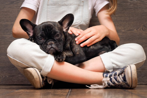 dog in girls lap