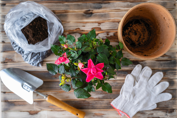 Gardening Tools roses