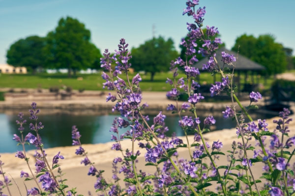 cemetery-pond