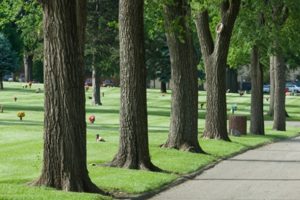 cemetery-trees-along-road